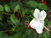 20080614162427-DSCF2022.JPG