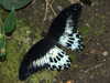 20080614162516-DSCF2024.JPG