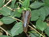20080614162528-DSCF2025.JPG