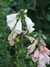 Dscf1889.jpg
