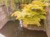 20080615131211-IMAG0140.JPG