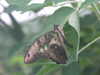 20080712101056-DSCF2050.JPG