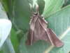 20080712101141-DSCF2051.JPG