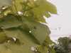 20080712101142-IMAG0152.JPG