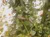 20080712101158-IMAG0153.JPG