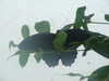 20080712101216-DSCF2052.JPG