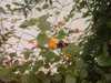 20080712101219-IMAG0154.JPG