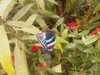 20080712101257-IMAG0156.JPG