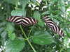 20080712101325-DSCF2054.JPG