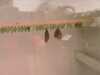 20080712101414-IMAG0160.JPG