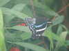 20080712101435-DSCF2059.JPG