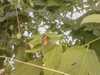 20080712101637-IMAG0163.JPG