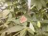 20080712101711-IMAG0165.JPG