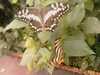 20080712101746-IMAG0167.JPG