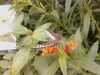 20080712101806-IMAG0168.JPG