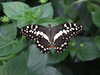 20080712101808-DSCF2067.JPG