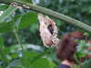 20080712101922-DSCF2073.JPG