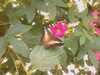 20080712101948-IMAG0172.JPG