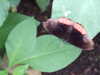 20080712102125-DSCF2075.JPG
