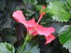 20080712102135-DSCF2076.JPG