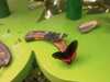 20080712102142-IMAG0175.JPG