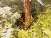 20080712102245-IMAG0176.JPG
