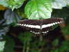 20080712102345-DSCF2078.JPG
