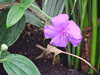 20080712102640-DSCF2083.JPG