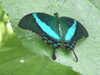 20080712102747-DSCF2084.JPG