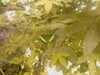 20080712102755-IMAG0177.JPG