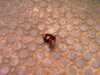 20080712102843-IMAG0179.JPG