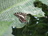 20080712102847-DSCF2085.JPG