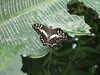 20080712102851-DSCF2086.JPG