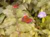 20080712102910-IMAG0180.JPG