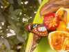 20080712102927-IMAG0181.JPG