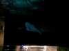 20080712154319-IMAG0223.JPG