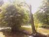 20080729143106-IMAGE_295.jpg
