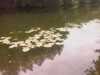 20080729143157-IMAGE_296.jpg
