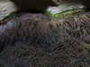 20080802164447-DSCF2356.JPG