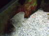 20080802164836-DSCF2359.JPG