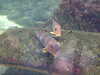 20080802165112-DSCF2360.JPG
