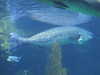 20080802165425-DSCF2363.JPG