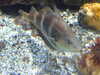 20080802165833-DSCF2372.JPG