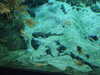 20080802170514-DSCF2383.JPG