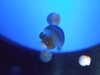 20080802170641-DSCF2385.JPG