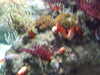 20080802171443-DSCF2394.JPG