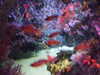 20080802171632-DSCF2397.JPG
