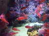 20080802171643-DSCF2398.JPG