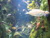20080802171817-DSCF2399.JPG