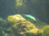 20080802172145-DSCF2407.JPG